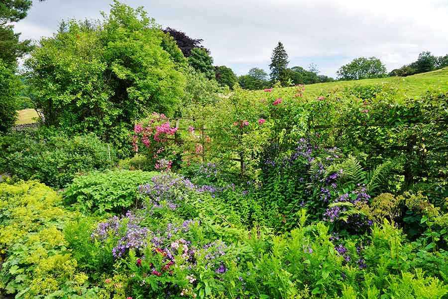 A garden planted to attract wildlife